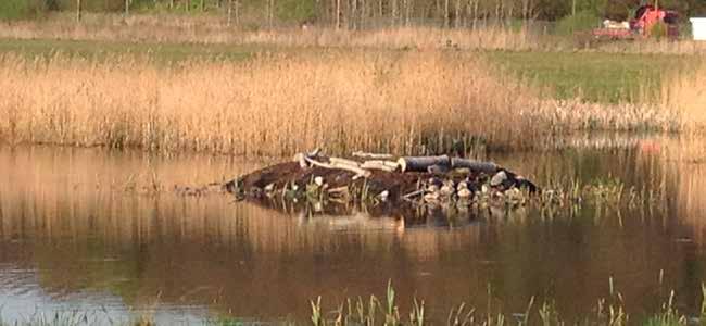 Man kan också plantera in olika groddjur eller fiskar. Före inplantering ska kontakt tas med Länsstyrelsen och andra naturvårdskunniga personer.