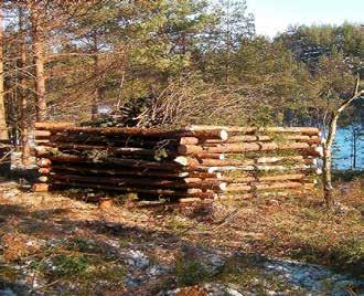 Hamla träd Förr beskar (hamlade) man träd och använde grenarna som vinterfoder åt djuren.
