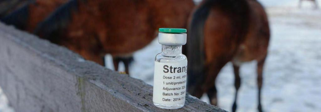 inför registreringsansökan av Strangvac. Samtidigt tillverkas även vaccinbulk till ca 3-5 miljoner doser att förvaras inför framtida försäljning. Denna vaccinbulk har god hållbarhet.