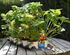 Sedan tidigare säljs jordgubbar som är E- plantor och ingår i Min egen Trädgård, i både Co 11 cm i