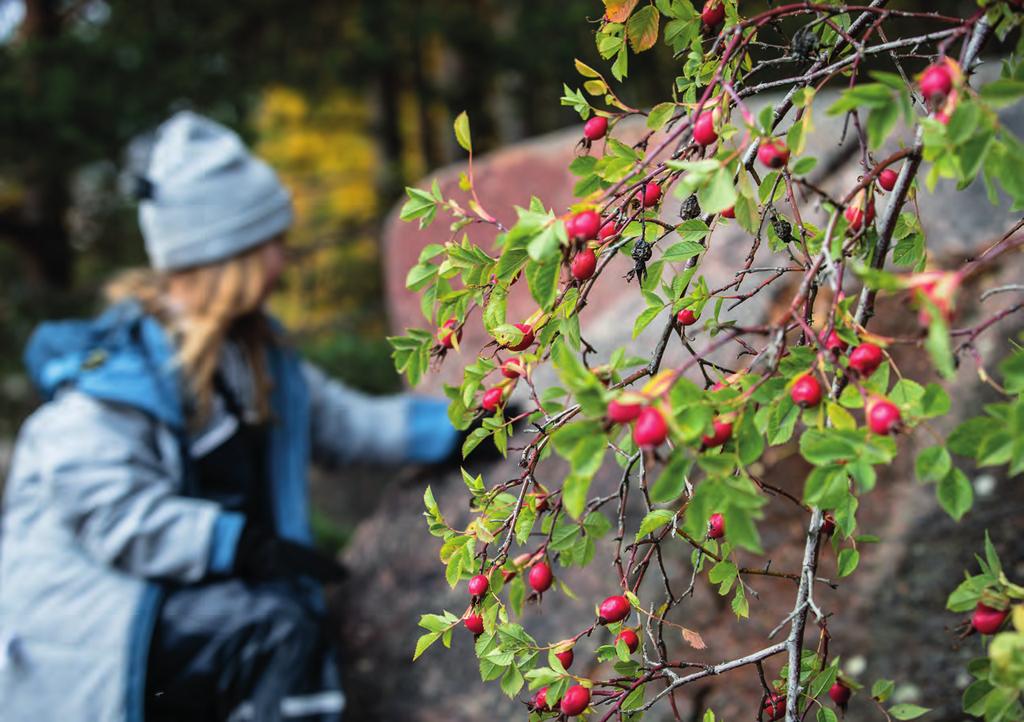 4 NATURKLYFTAN 2018 SAMMANFATTNING Att intresset för friluftsliv ökar i Sverige märks inte minst på STFs stigande medlemskurva och det höga trycket på våra 300 boenden under högsäsong.