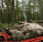 Under 2014 genomfördes fokusprojekt älg för att sammanställa kunskap om hur förvaltningen organiseras, måluppfyllnaden samt olika aktörers attityder till älgstammen och skador på skog.