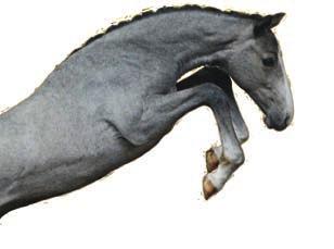 oktober For horses made