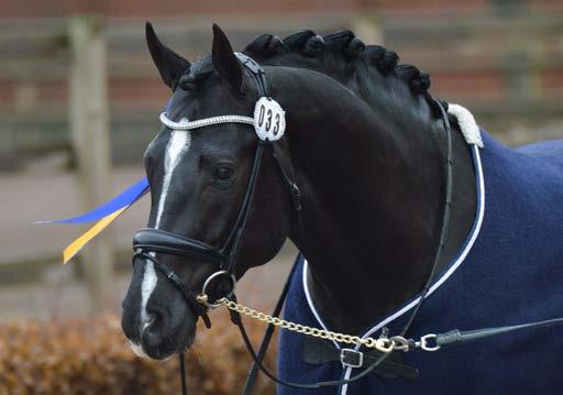 PRISPENGAR 2018 BREEDERS TROPHY-SYSTEMET Breeders Trophy grundades 1985 och är ett system för uppfödare av svenskfödda hästar registrerade i SWB, där uppfödarna ansluter sina hästar som föl.