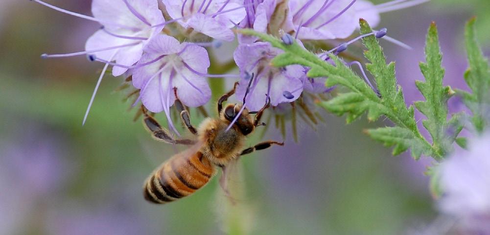 Det här får du så på skyddszoner med miljöersättning Vegetationen på skyddszonen ska bestå av vallgräs eller vallgräs i blandning med vallbaljväxter och andra insektsgynnande växter.