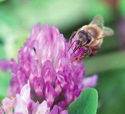 Getärt i renbestånd ger förutom pollen och nektar även bra skydd och bete åt fältvilt.