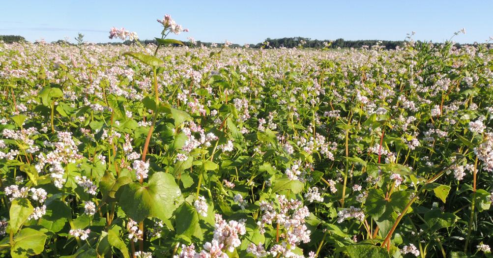 Foto: Petter Haldén Blommande bovete, en ypperlig resurs för pollinerare.