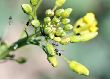 Gynna mångfalden på kantzoner En god tillgång på pollen och nektar är en förutsättning för att bin och humlor ska kunna bygga upp starka samhällen och bidra till en bra pollinering av raps, bönor och