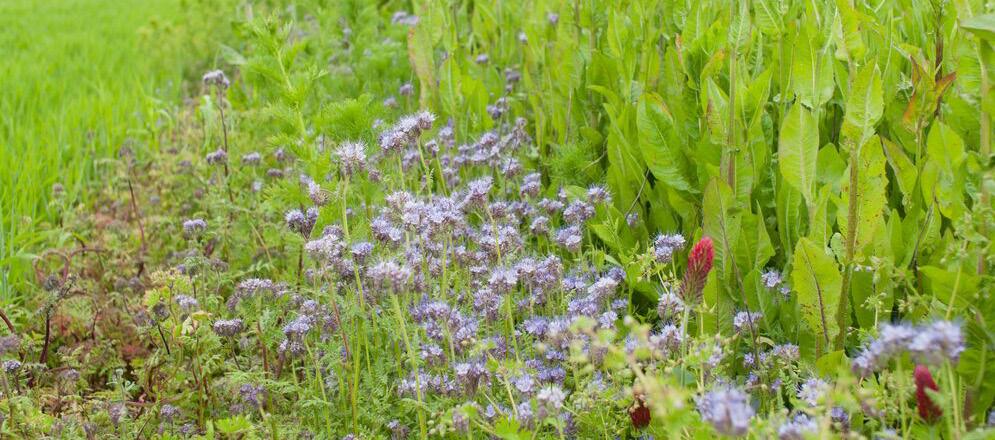 Genom att anlägga blommande kantzoner i slättlandskapet kan du gynna både pollinerare och andra nyttoinsekter.