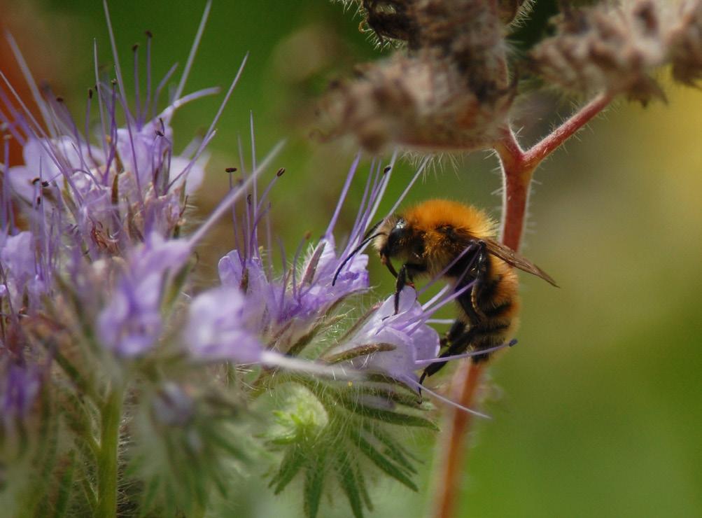 Foto: Petter Haldén Långtungad åkerhumla på honungsört. Foto: Johanna Jansson Blomflugans larver äter bladlöss. Varför är det viktigt med blommor i landskapet?