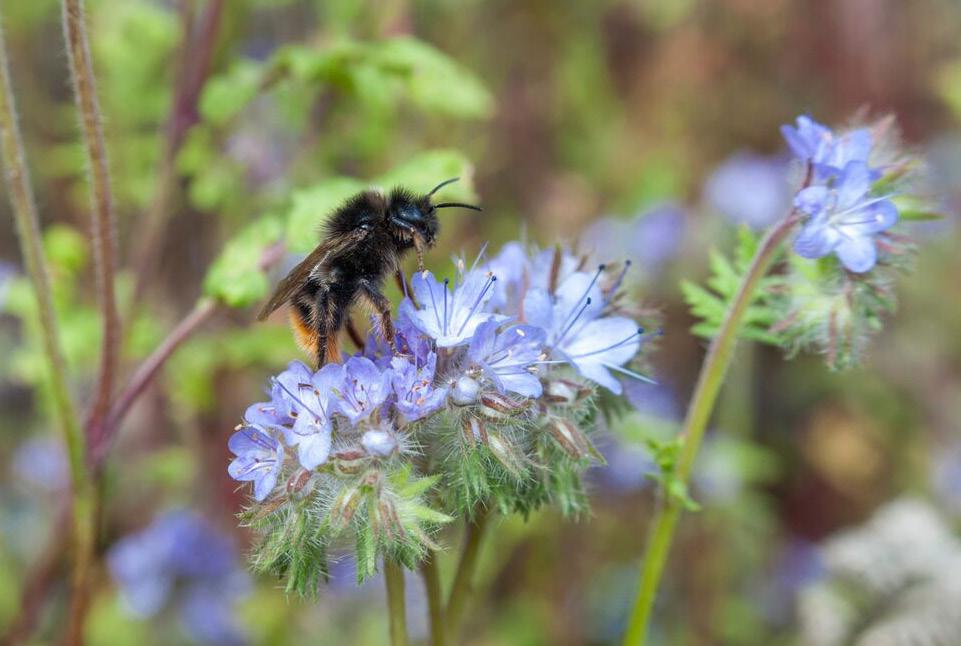på att de långtungade humlorna inte flyger lika långt för att samla pollen och nektar, vilket innebär att de måste ha tillgång till pollen och nektar nära boet.