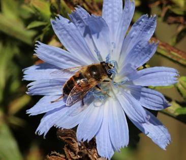 Foto: Rikard Andersson Cikoriablommor och fröställningar av cikoria. Blommor för nyttodjur som blomflugor, guldögonsländor och parasitsteklar Larver av blomflugor och guldögonsländor äter bladlöss.