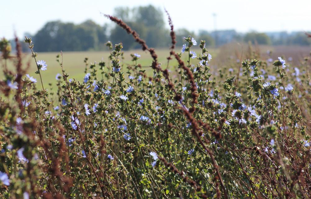 Vuxna blomflugor, parasitsteklar och skalbaggar lever likt polli nerande insekter av pollen och nektar.