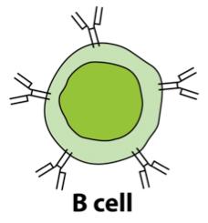 Vid aktiv celiaki utsöndrar plasmaceller som ligger i lamina propria: IgA-antikroppar mot