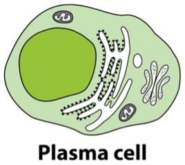 tissuetransglutaminase-2 (ttg) För att bilda plasmaceller som kan göra dessa antikroppar krävs