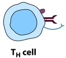 struktur normaliseras Produktionen av anti-gliadin antikroppar upphör Produktionen av anti-ttg