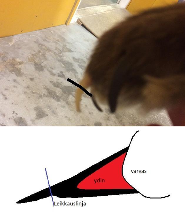 Djurhälsa under insemination och valpning I samband med inseminationen ska avelsdjurens hälsa kontrolleras noga och odugliga individer bör helst genast elimineras.