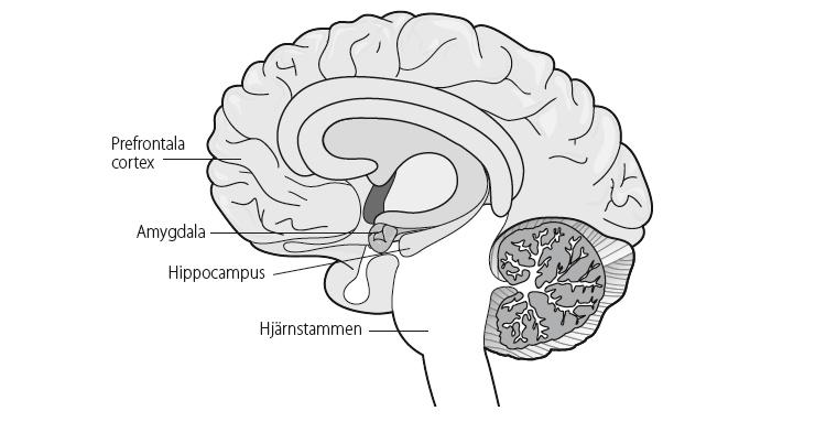 Hjärnans alarm- och regleringssystem hippocampus, där den jämförs med tidigare upplevelser för att hjärnan ska kunna bilda sig en uppfattning om den nuvarande situationen.