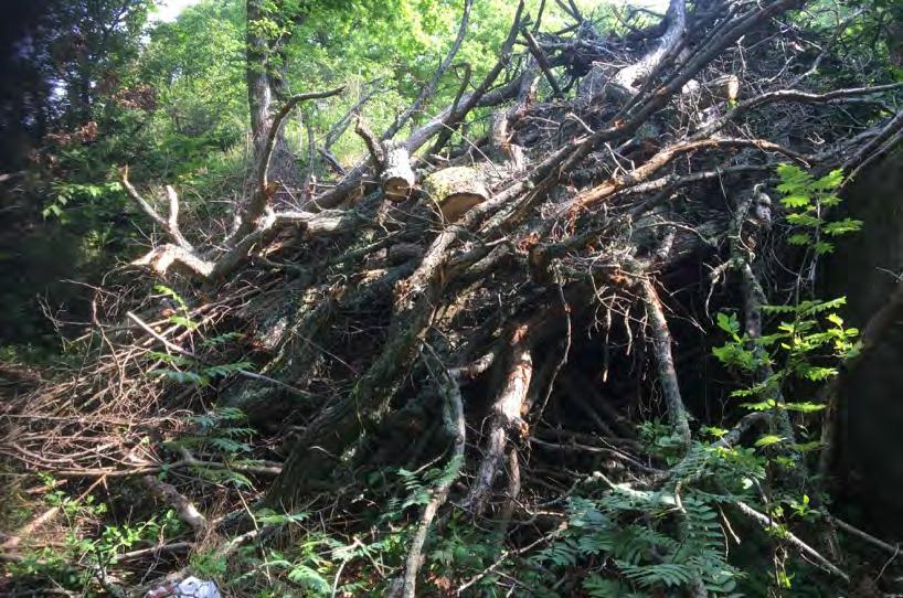 Inventerade lokaler Karlskrona S Faunadepån ligger centralt i en mindre parkmiljö med flerfamiljshus inom 200 m i alla väderstreck. Själva depån är liten och placerad i en sänka i omgivande miljö.