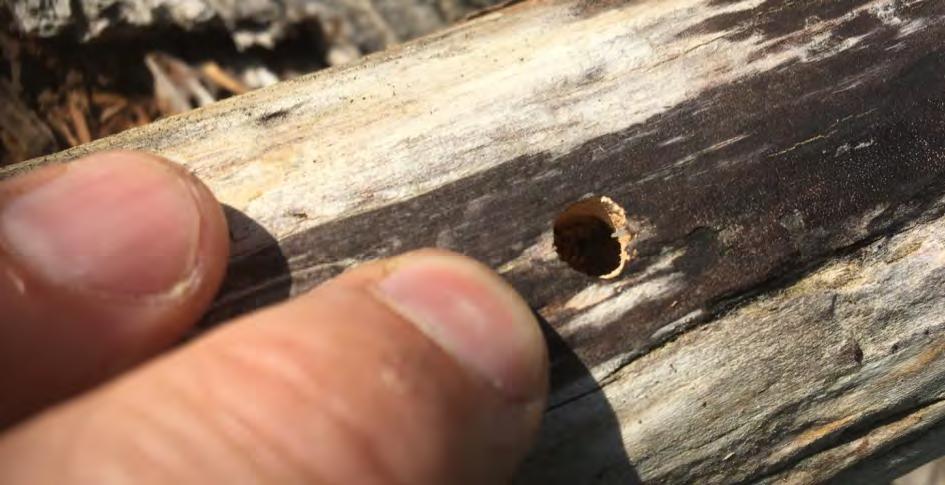 Karlskrona N Denna faunadepå är mycket stor och varierad. Här finns död ved från många olika trädslag. Veden varierar från grov till grövre grenar, men domineras av grövre dimensioner.