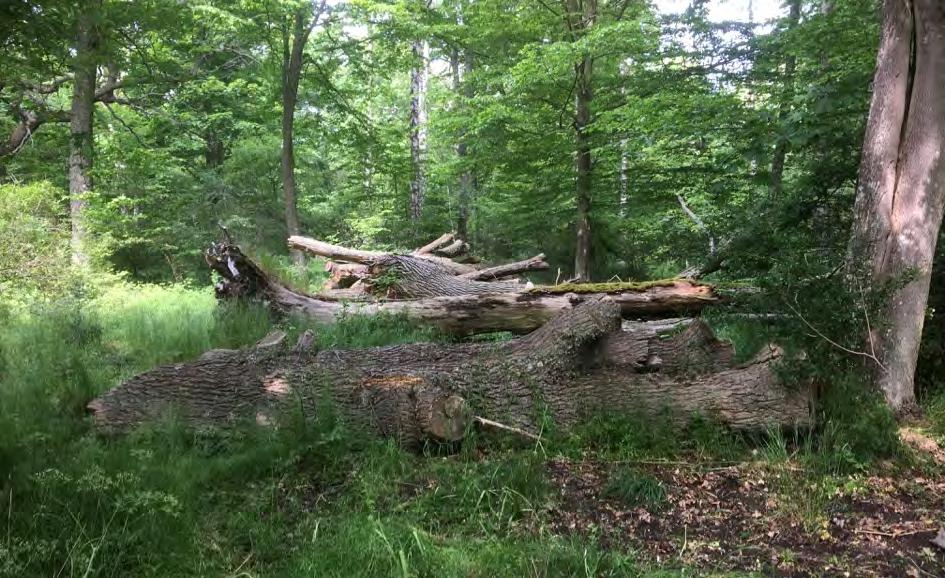 Tromtö NR Den inventerade faunadepån i Tromtö är placerad i en relativt tät och bitvis fuktig ekskog med inslag av äldre och grova ekar.