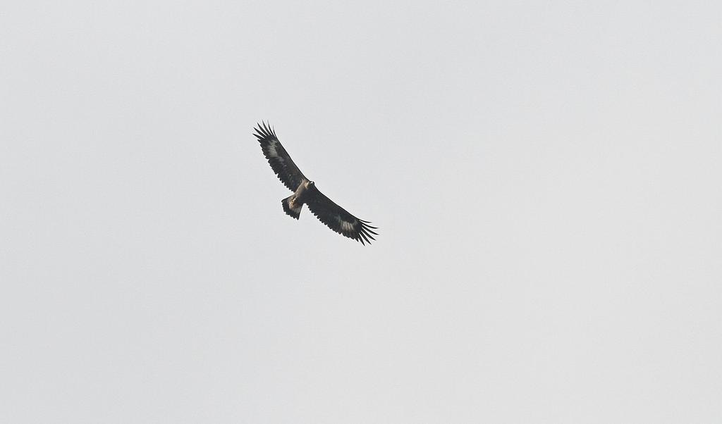Fjällvråk Buteo lagopus Stationära vinter. Förhållandena på ön verkar passa arten för under januari och december har ca 10 fåglar varit stationära.