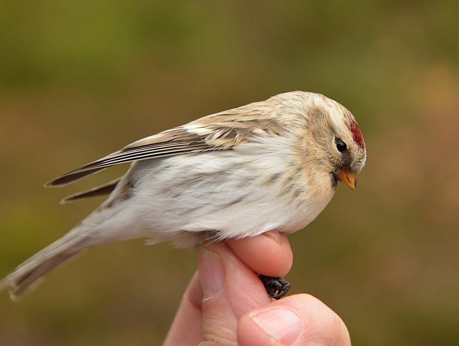 Råka Corvus frugilegus Häckbeståndet i de 2 kolonierna på Visingsö är stabilt med en något ökande trend ca 75 par men även några smärre nyetableringar har skett.
