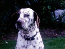 Det blir särskilt påtagligt i verk såsom The Community (2010) och I am the dog that was always here där övergivna djur som kastats till samhällets periferi visas.