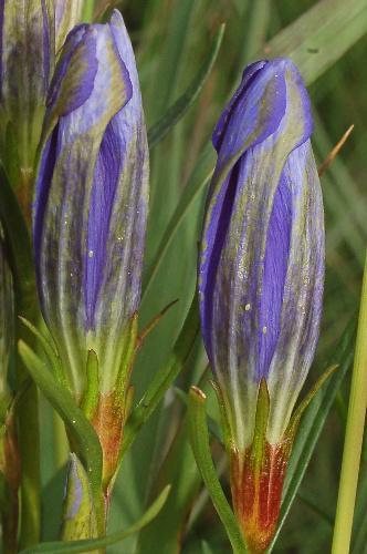 SUECIA, Småland, Lidhult, Örsjön, 8.VIII.2009, b) Eggs on flowers of marsh gentian Gentiana pneumonanthe. SUECIA, Småland, Lidhult, Örsjön, 8.VIII.2009. dana (Fig. 5b), men inte alltid.