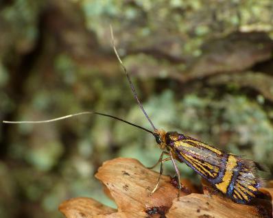 Bengt Å. Bengtsson Ent. Tidskr. 134 (2013) a b Figur 1. Nemophora congruella barrantennmal, a) hona. SUECIA, Halland, Simlångsdalen 6.VI.2012. b) hane, på spännbrädet. Samma plats men 9.VI.2012. Foto: Ronny Lindman.