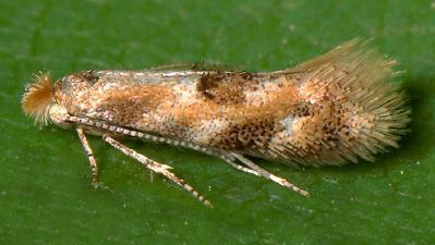 Photo: Benny Jørgensen. b) B. ulmella imago. Schweiz, Bern. Photo: Rudolf Bryner. c) The grey cocoon of B. ulmifoliae. Photo: Benny Jørgensen.