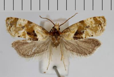 Ent. Tidskr. 134 (2013) Intressanta småfjärilar i Sverige 2012 a b c d e f Figur 3. Jämförelse av Phalonidia udana topplösablomvecklare och P.