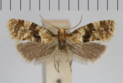 Hane. SUE- CIA, Öland, Kastlösa, Penåsa, 13.VII.2006. Leg. & coll. BÅB. Gen. prep. BÅB 5372, c) hangenitalier av P. udana. Gen prep.