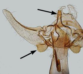 Comparison of Phalonidia udana and P. manniana: a) P. udana male, b) P. manniana male c) male genatalie of P. udana, d) male genitalia of P.