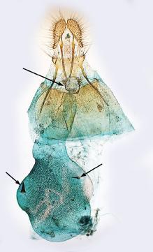 nisella: a) male of Epinotia cinereana, b) male of E.
