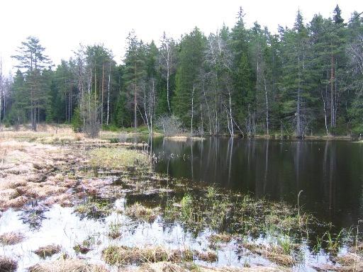 Vattensamling i relativt öppen terräng med skog i öster. Norra stranden inventerades. Ett fågeltorn finns på norra stranden.