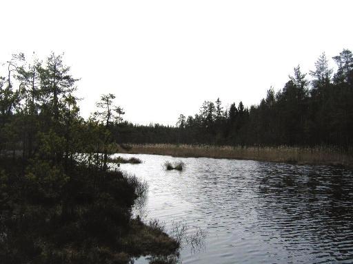 Stränderna är flacka och består till stor del av gungfly av mossa bevuxen med vass, ljung, pors, ag och starr.