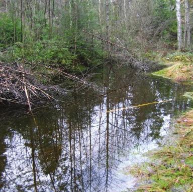 Tre små vattensamlingar i våtstråk i barrskogsdominerad blandskog, cirka 3-5 m 2 stora och 1 meter djupa.