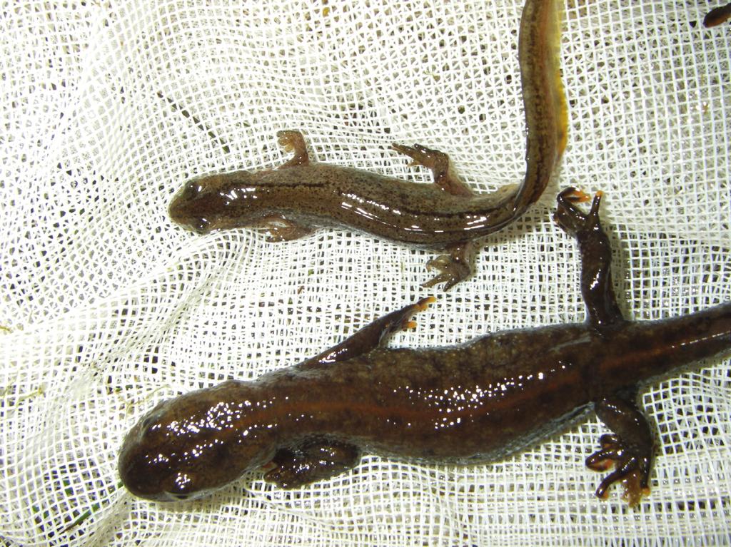 SÖDERTÖRNSEKOLOGERNAS GRODDJURSPROJEKT 2008 BILAGA 2 Antal lokaler med groddjur 14 12 Antal lokaler 10 8 6 4 2 0 Inventerade lokaler Större vattensalamander
