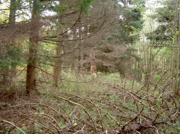 23. Granskog av lågört-typ Smal ridå av planterad granskog strax söder om ett djupare dike. Träden är runt 100 år gamla. I skogen finns en hel del vindfälle, högstubbar och torrträd.