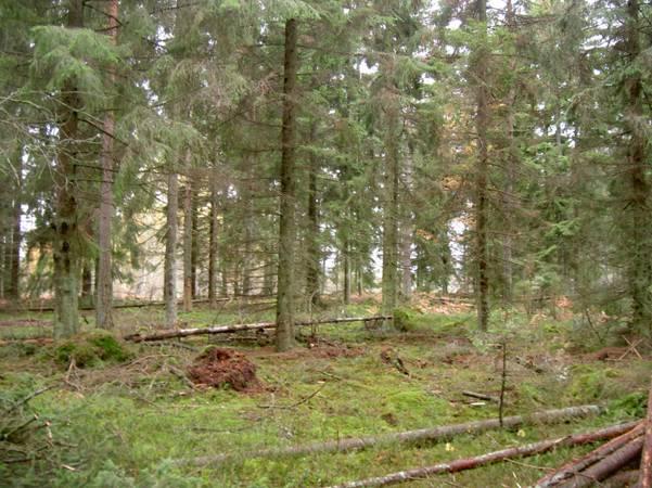 Översiktlig naturinventering av