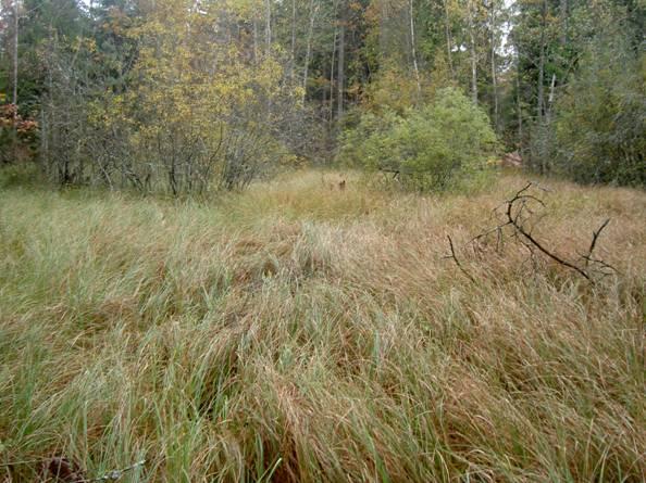 Fig. 2. Sumpkärr med högvuxen vegetation av flaskstarr 3. Sumpkärr av högstarr-typ Mindre kärr strax nordost om värmeverket. Vegetationen domineras av flaskstarr, granvitmossa och kråkklöver.