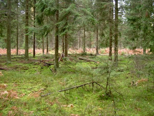Fig. 3. Mossrik blåbärsgranskog i område 5. 6. Blandbarrskog av blåbärsris-typ Variationsrik och nyligen gallrad skog med en blandning av främst tall och gran, men även en hel del lövträd som t.ex.