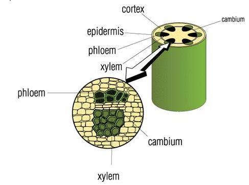 DE VANLIGASTE STRESSTYPERNA Torkstress så påverkas växterna Ledningsvävnaden xylem leder vatten och näringsämnen från roten och uppåt, Ledningsvävnaden floem leder socker och aminosyror från bladen