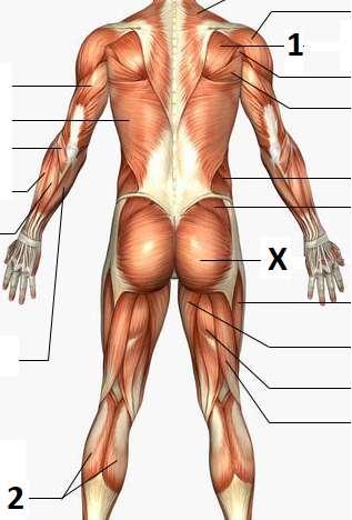 11 21 48 68 FRÅGA 8: ANATOMI - MUSKLER VUEN : Gluteus maximus är kroppens största