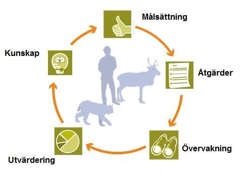 Figur 1. Rovdjursförvaltningen strävar efter att vara adaptiv, det vill säga anpassa sig till nya eller förändrade förhållanden.