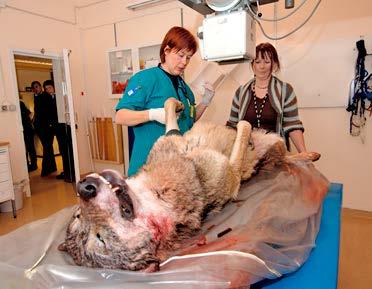 4.9 Statens veterinärmedicinska anstalt (SVA) SVA har i uppdrag att främja djurs och människors hälsa, svensk djurhållning och miljön där ett av SVA:s uppdrag är att övervaka sjukdomar bland vilt