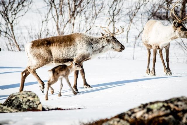 vindkraftpark Björnberget Jijnjevaerie sameby