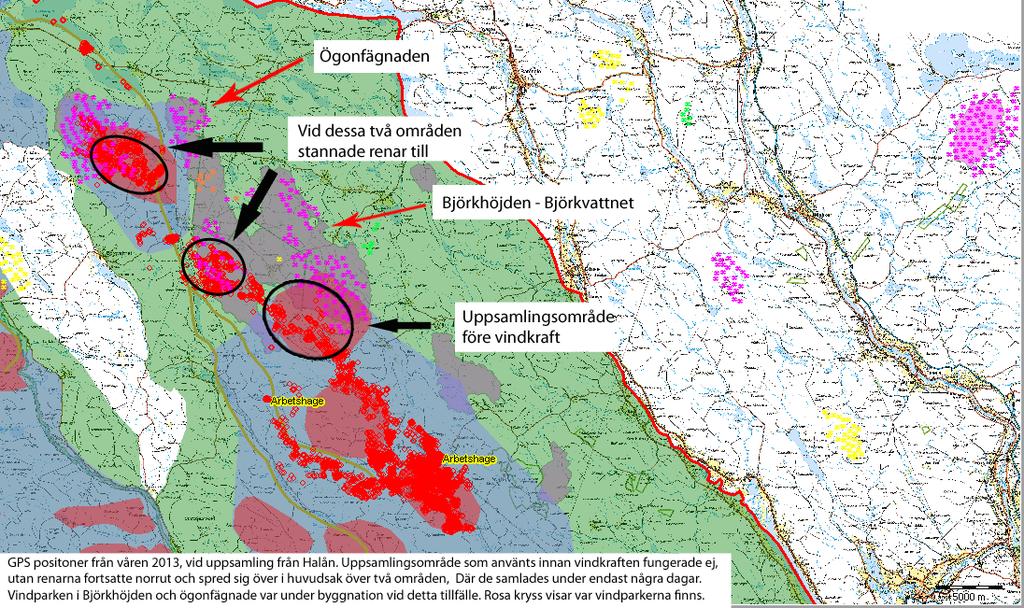 samt slitage av fordon. Genom att renbetesmarkerna nyttjas sämre och minskar måste renarna utfodras för att renhjorden ska kunna hållas samman.