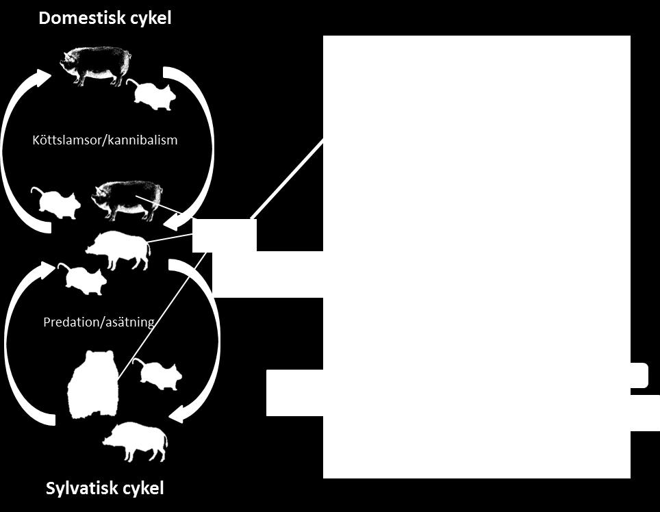 Figur 1. Trikinos förvärvas genom att man äter otillräckligt tillagat kött som innehåller muskellarver (1).